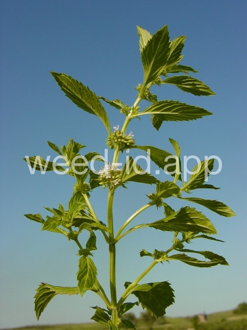 mint, field